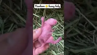 Can you touch a newborn baby rabbit?#2022#baby#bunny#newborn#beautifulbunny