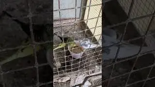 Playful Budgies 🐦💛 | Cute Pet Moments | #Shorts