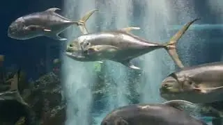 America's best restroom #america #best #restroom #marinelife #sharks #sandshark #animal #kingdom