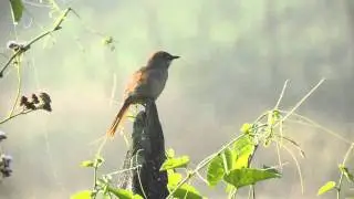 Pale-breasted Spinetail (Synallaxis albescens)
