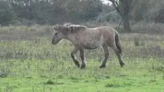 Find the mare - how do foals find the right mare - watch the face of the foal