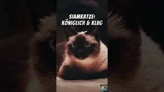 Siamkatzen: Faszinierende Fakten & Besonderheiten! 🐾😻#facts