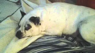 Dog refuses to get off the bed.