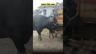🚨Krosur Buffalo Market New Video In 2025