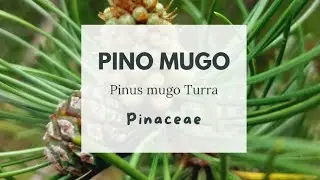 PINO MUGO - dwarf mountain pine -&nbsp;mountain pine - scrub mountain pine - Swiss mountain pine 