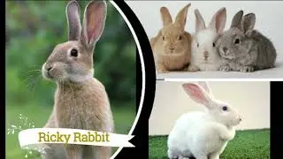 K1 - Animal Story - W5-D3- Ricky Rabbit