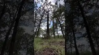 If a Tree Falls in the Forest&hellip;