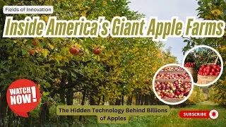 130 - Inside America&rsquo;s Giant Apple Farms &ndash; The Hidden Technology Behind Billions of Apples