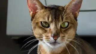 Gato Abisinio  / Abyssinian cat - Raza de Gato