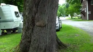 Vlogging Grebig:Camping @ the Landing,Sylvan Beach NY (6.26/27/28.15)