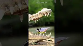 Египетская ржанка &mdash; храбрая птица #шорты