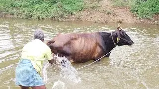 cow  water wash agriculture land using  Bullock  cow videos Bullockcart  Bullock power videos