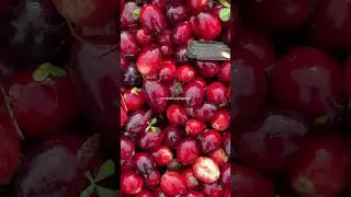everyone can calm down about the spiders in a cranberry bog &mdash; They are so small & you really have to