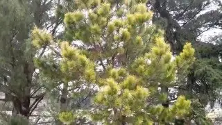 Monterey Pine / Pinus radiata 'Aurea'
