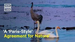 WWF Chief Calls For a &lsquo;Paris-Style&rsquo; Agreement to Protect Nature