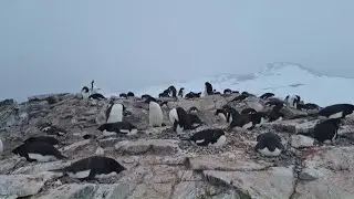 Climate change impacting when penguins mate