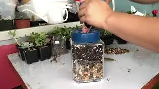 DIY Succulent Gift Idea