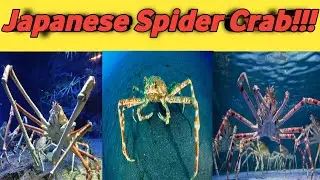 Interesting fact about Japanese spider crab/Ads squad/#Shorts