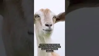 how to tell the difference between a goat and a white dog