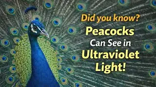 Peacock Facts That Will Give You Goosebumps