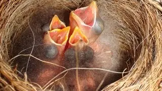 American tree sparrow babies with a brown-headed cowbird baby in Day 2