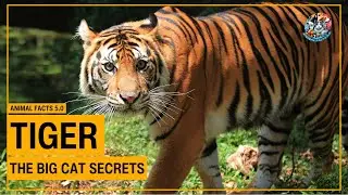 Mind-Blowing Tiger Facts You Didn&rsquo;t Know! (Big Cat Secrets Revealed!) #animalfacts