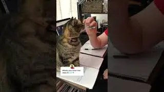 Our first viral video 💀🥹 anyone here from TikTok?? #shorts #viral #trending #cats #cat #funny