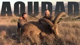 AUODAD HUNT или BARBARY SHEEP