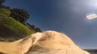 StellaCam Fetch & Shake