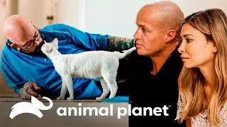 Esta familia no comprende el comportamiento de su gato | Mi gato endemoniado | Animal Planet