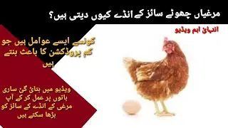 Why my Chicken are laying small eggs || How to increase egg size of the backyard chickens