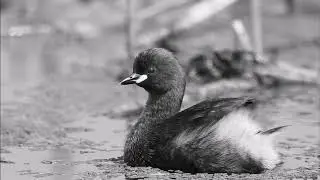 Little Grebe