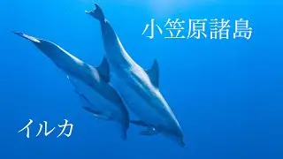 【小笠原諸島ドルフィンスイム 】Snorkering with Dolphins HD動画