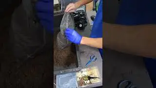 Growing Beetle's Larvae #shorts
