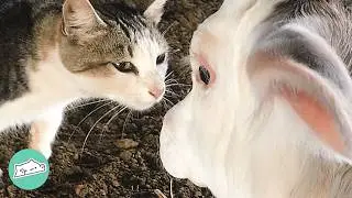 Baby Cow Visits Cat Friend Every Morning To Give Her Kisses | Cuddle Buddies