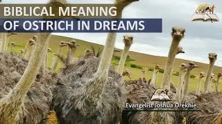 Biblical Meaning of OSTRICH in Dream - Ostrich Symbolism and Messages