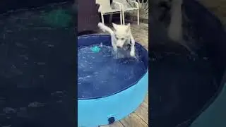 Portable pet pool for summer fun #pets