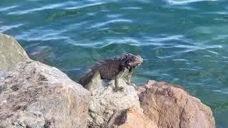 So many iguanas near water! But can they swim? 🦎🦎🦎🐊🐊🐊