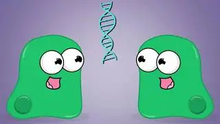 Mitosis  The Amazing Cell Process that Uses Division to Multiply! Updated