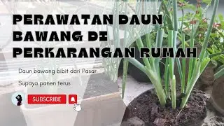 perawatan daun bawang di perkarangan rumah