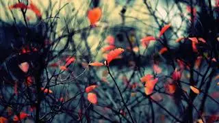 Soundprank - Captivated