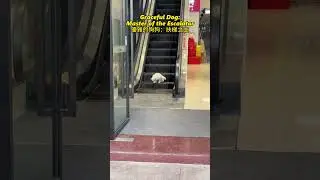 Graceful Dog: Master of the Escalator | 優雅的狗狗：扶梯之主 | #explore #elegant #dog #ride #escalator