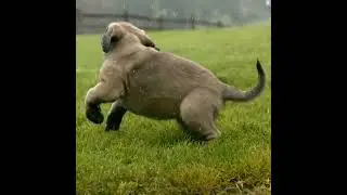 the cute buppies pls full watch ❤️wildlife #natural #puppies #puppy #dog #animals #trending