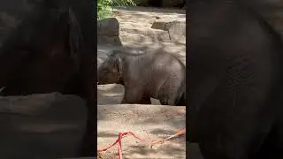 Jet at the St Louis Zoo on his 6 month birthday #elephant #baby #cute #love #joy #zoo