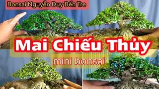 Một số tác phẩm Mai Chiếu Thủy mini mời mọi người ngắm__Bonsai Nguyễn Duy Bến Tre 0366647180