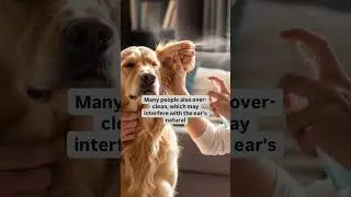 Dog Ear Cleaning: The One Error That Happens Most Often