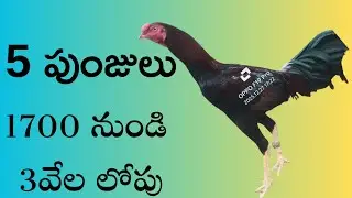 1700 నుండి 5పుంజులు 94900 84890 #khrfarms #bhimavaram kollu