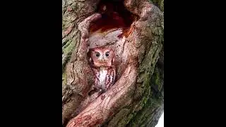 Cute Screech Owl Hiding in a Tree Hole!