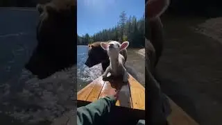 A Day to Remember: When a Lamb Joined Our Boat Trip to Escape a Bear