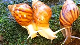 Nature's Slow-Motion Parade , Observing Snail Colonies on Their Arboreal Journey #NatureDocumentary